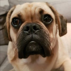 Meet your Posher, Penny